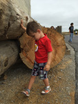Some leftover logs on display.