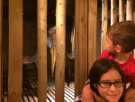 Yep. That's a pair of pterodacti. The AiG people claim that dinosaurs shared the ark with humans and other animals.