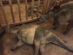 Snoozing dinosaurs. AiG was really pushing this.