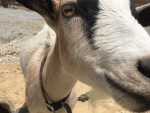 The friendliest goat in the world. Either that or he wanted to eat my cell phone.