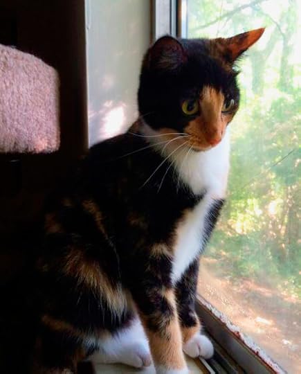 tortoiseshell and white cat sitting by the window