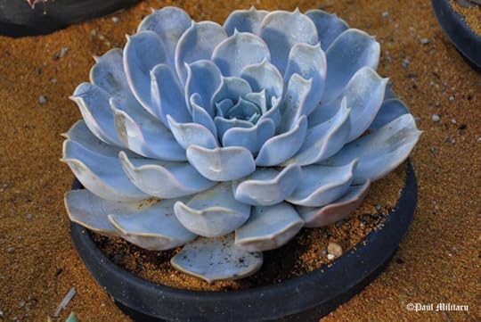 exotical plant