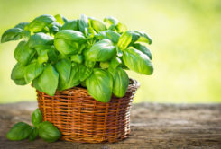 shutterstock_274973366