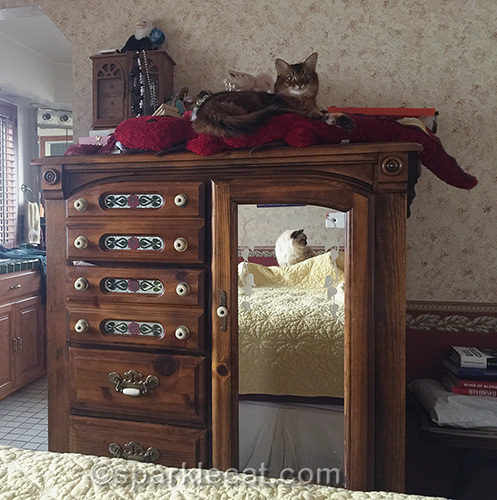 somali cat sleeping on plush red iguana on tall dresser