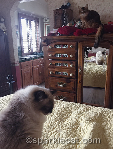 somali cat embarrassed to be on top of plush red iguana on tall dresser