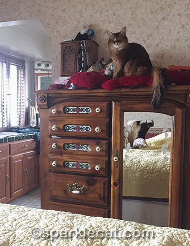 two cats watching somali cat sitting on plush red iguana on tall dresser