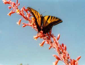 Swallowtail on Red Yucca