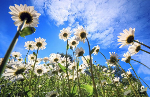 beautiful-summer-day-Haiku-Friday