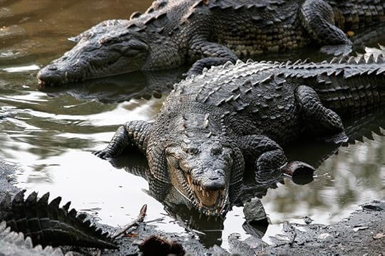 crocodile breath