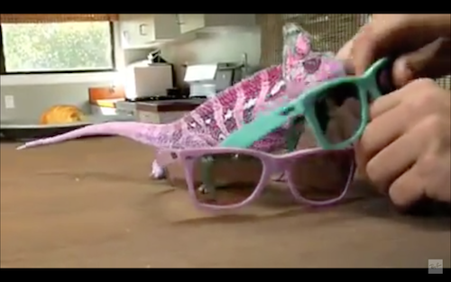 Ray-Ban lizard.png