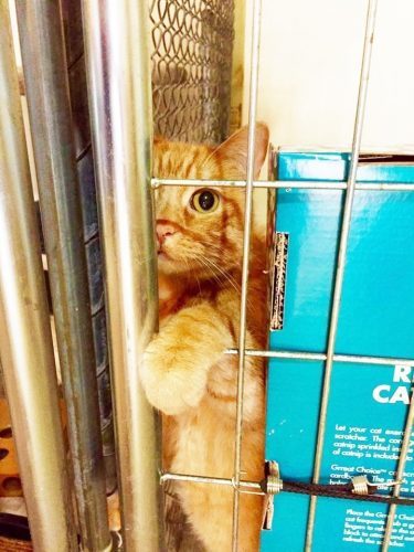 foster-cat