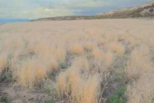 Cheat grass in the American West