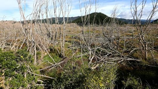 New Zealand wetland sprayed with herbicide to remove unwanted willows