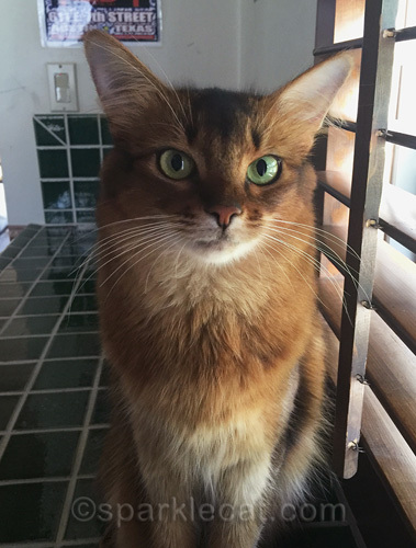 somali cat posing in master bathroom with green tile