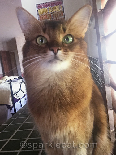 somali cat posing for a bathroom selfie