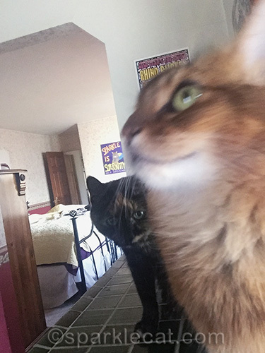 somali cat's bathroom selfies are photobombed by tortoiseshell cat
