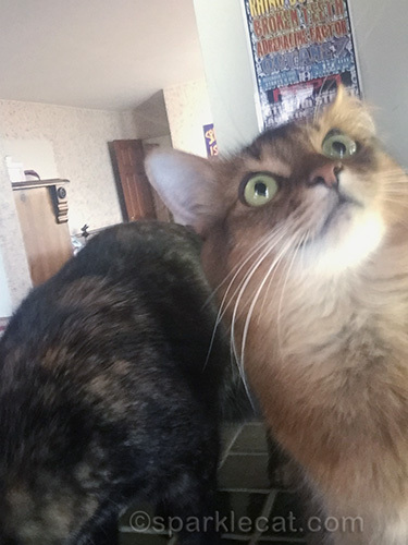 somali cat ends selfie session because it was photobombed by tortoiseshell cat