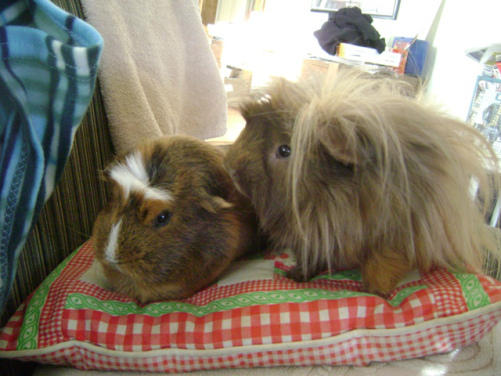 Peregrine clearly doesn't care if Danger Crumples whispers the true secrets behind 99 Fear Street to her. 