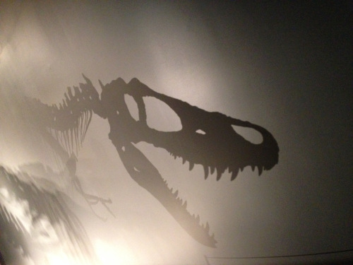 T. Rex shadow at Te Papa by Lee Murray
