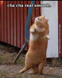 cha-cha-real-smooth
