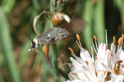 Hummingbird hawk moth