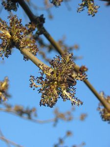 European Ash flowers