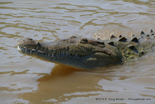 Toothy Grin