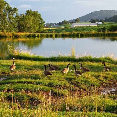 Farm Pond with Geese