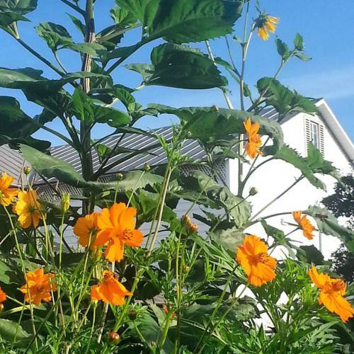 Cosmos, sunflowers, and barn.jpg1