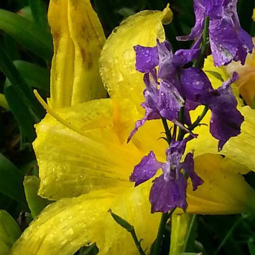 Daylily wet with rain