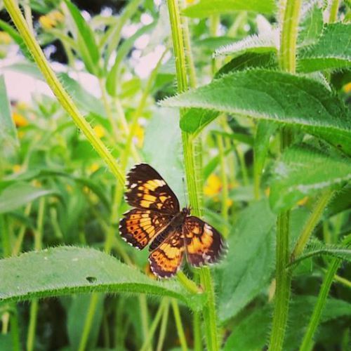 butterfly in evening garden by Elise