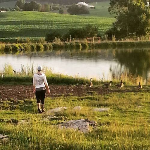 Elise herding geese