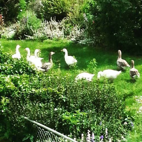 Geese in front yard.jpg1