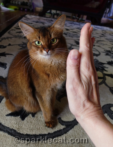 somali cat with human trying to get her to do a High Five