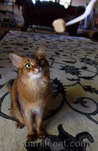 somali cat hungrily eyes chunk of cat food