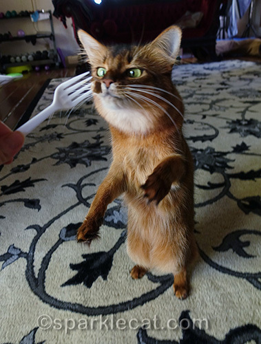 somali cat goes cross eyed sitting up for treat