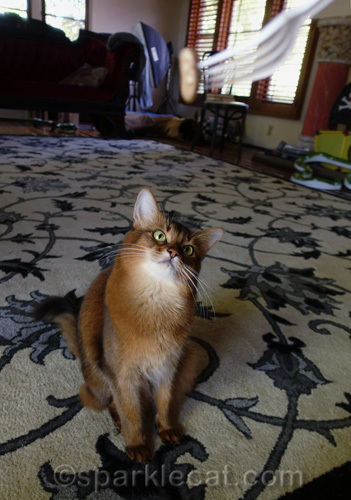 somali cat watching treat that is being held out of reach