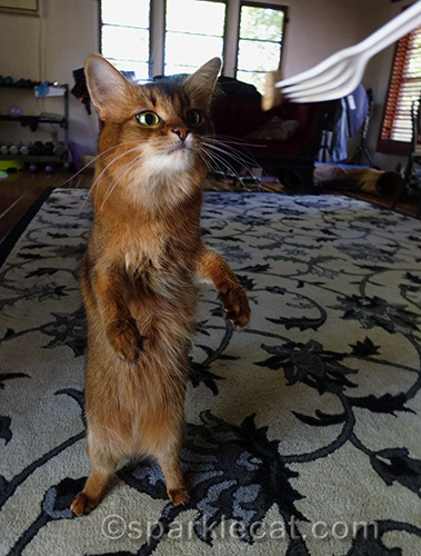 somali cat standing up for a treat