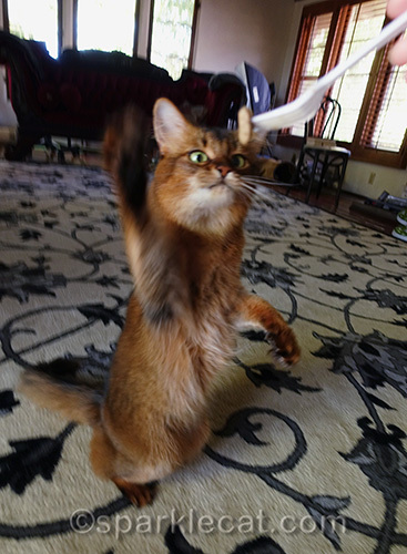 somali cat trying to grab a treat