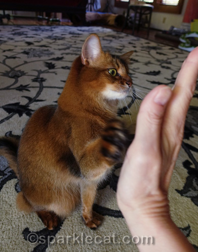somali cat giving a high five to her human