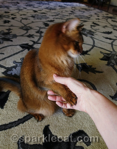 somali cat lightly giving her human a handshake