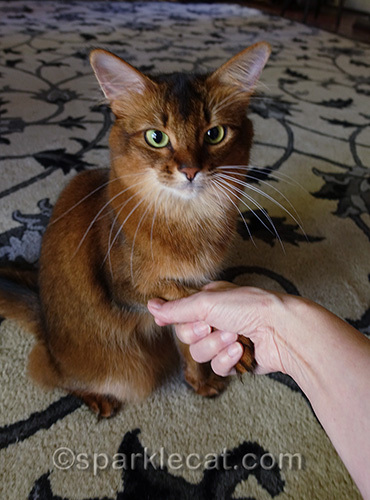 somali cat getting a firm handshake from her human