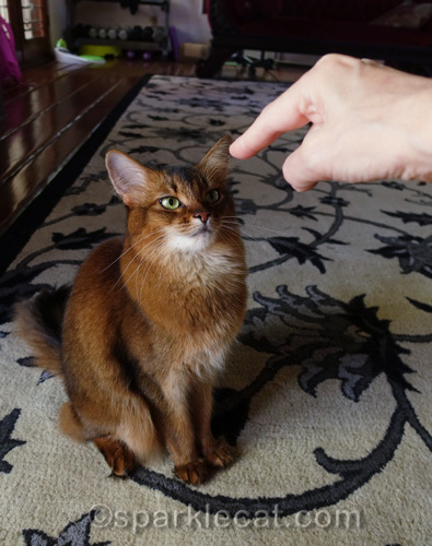somali cat stays when her human tells her to