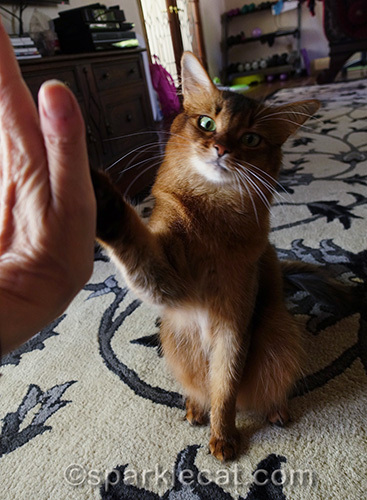 somali cat giving her human a big high five, one of her many cat tricks