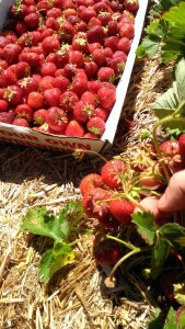 strawberries