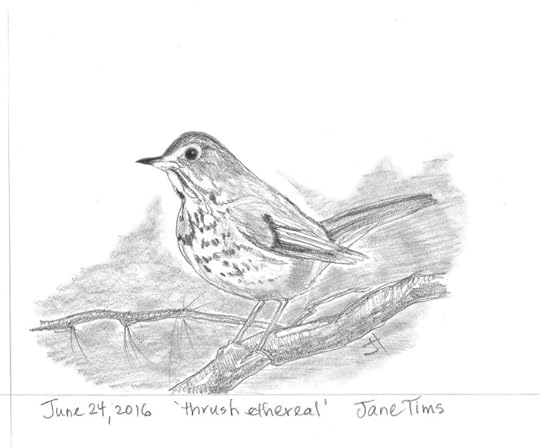 June 24 2016 'thrush ethereal' Jane Tims