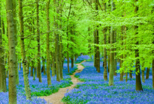 vibrantly-alive-forest