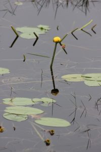 I love the reflection here. This was in Moosehorn.