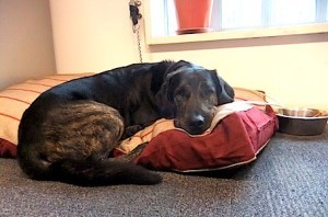 trigger-in-his-bed