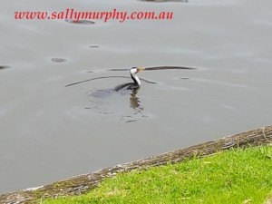 shag adelaide